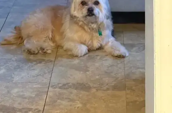 He's calm, but at the same time, he wouldn't let anyone pick him up. He was a mischievous little dog, maybe that's why the people who have him don't want to give him back but I know that just like I'm suffering, he is too