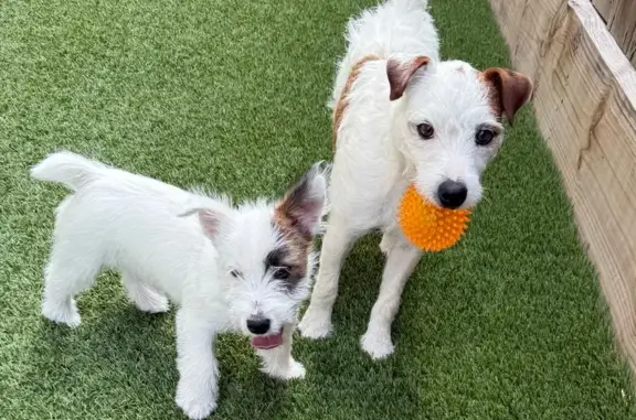 2 Jack Russel’s, one is 2yrs old and the other is 6mo. Birdie is the puppy and Wyatt is the older dog. Birdie is deaf and has stitches in her tummy from a spay surgery. They are both chipped