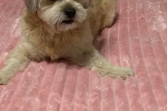 Lost male dog, Shipsue, Chicago - photo