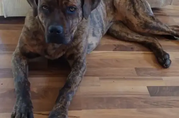 Lost female dog, East 2450th Street, Kewanee - scar on nose - photo