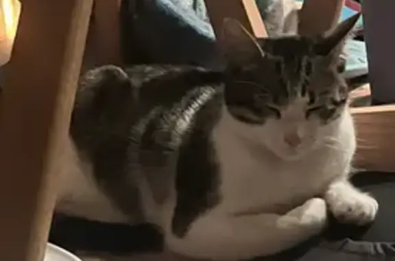 Animaux perdus Champier, photo: Chat perdu, Chemin des Charpennes, Le Mottier, Champier