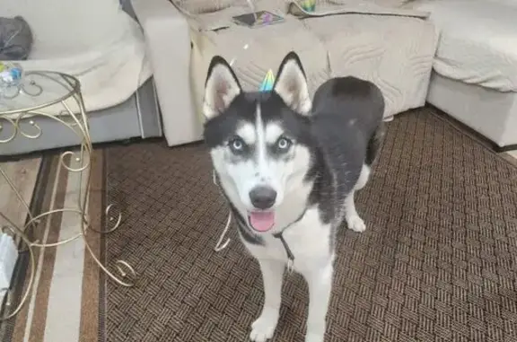 Es blanco con negro no tiene collar su nombre es Dante tiene 2 años recién cumplidos