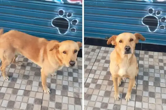 Cachorro perdido Macho (brl002628) - photo