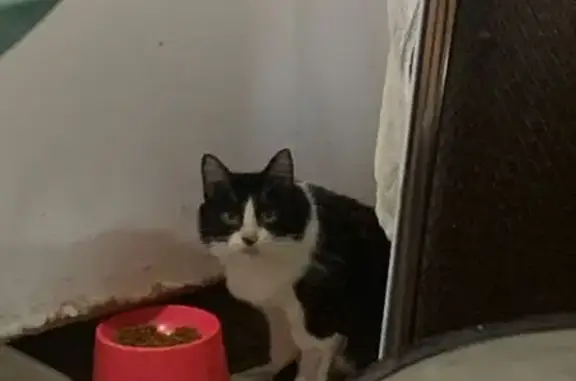 Gato desaparecido Fêmea (brl002629) - photo