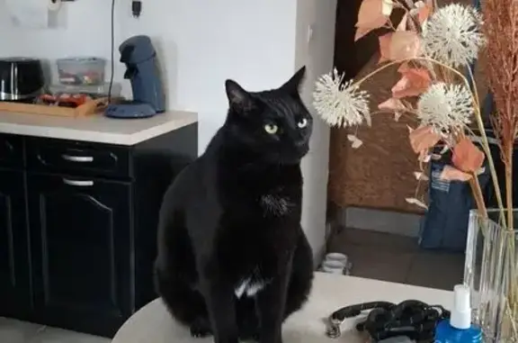 Perdu chat mâle, Impasse de la Mécanique, Les Andelys - tâches blanches sur le ventre - photo