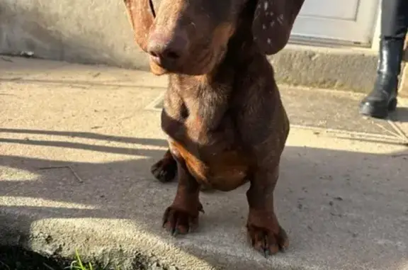 Perdu Chien, Lieu dit Faye, 19, Cussy-en-Morvan - teckel marron avec taches blanches - photo