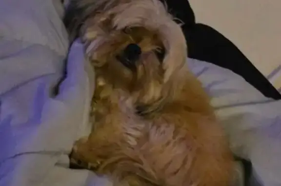 Lost female dog, Spring Valley Road, 52, Marksboro - very small and tan - photo