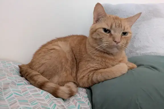 Lost male cat, Galen Street, Watertown - large orange with light striping - photo