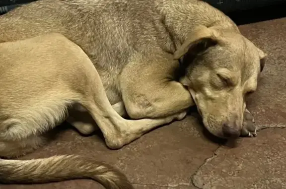 Perdido perro masculino, Huarachita, Morelia - collar negro - photo