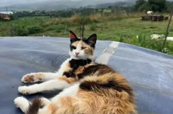 Perdido gato hembra, Barrio Covián, 56, Gijon - photo