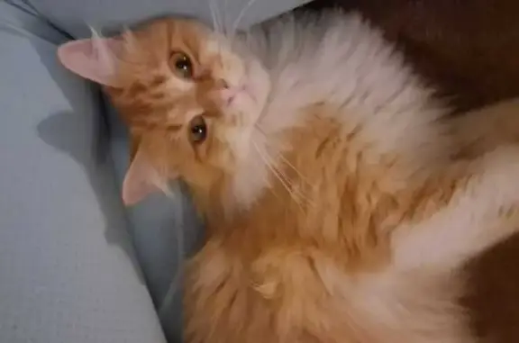 Animaux perdus Puymoyen, photo: Perdu chat homme, Résidence Beau Soleil, Puymoyen - roux et blanc à poils longs