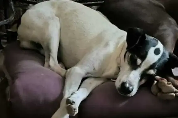 Perdido perro masculino, Calle de la Chinchona, 31, Chinchón, Valdemoro - sin rabo - photo