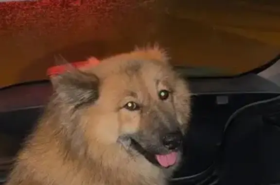 Animaux trouvés Rouen, photo: Trouvé chien type Eurasier, Canteleu, Rouen
