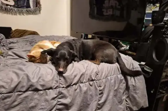 She's a medium sized black dog. Has dry scratches on her nose, small white patch on her chest, a scar on the back of her ear. Long tail. Black nails and sleek fur.