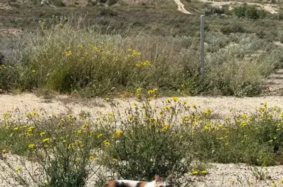 Perdido gato hembra, Camino de Ullo, Alicante - Càlico de ojos verdes - photo
