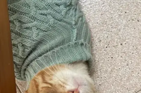 Perdido gato masculino, Inca, Islas Baleares - ojos naranjas y lleva chip - photo