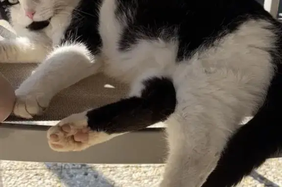 Chat perdu, Paris, photo: Perdu Chat homme, Rue des Bessots, 8 Bis, Seloncourt, Paris - noir et blanc