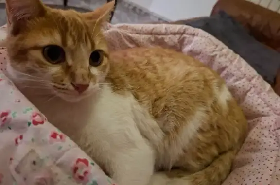 Gatos perdidos, Salamanca, foto: Perdido gato hembra, Sc Zurguen II, 2L, Salamanca - gata naranja y blanca