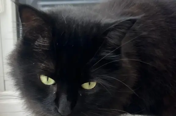 Animaux perdus Pornichet, photo: Perdu chat femelle, Rue du Colonel Raynal, Le Mans - poil long Angora