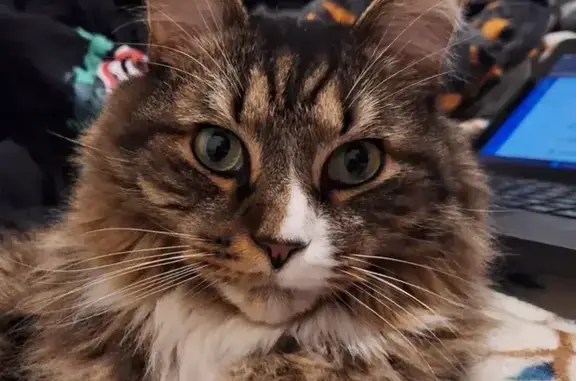 Lost male cat, Pleasant Street, New Bedford - shy with green eyes - photo