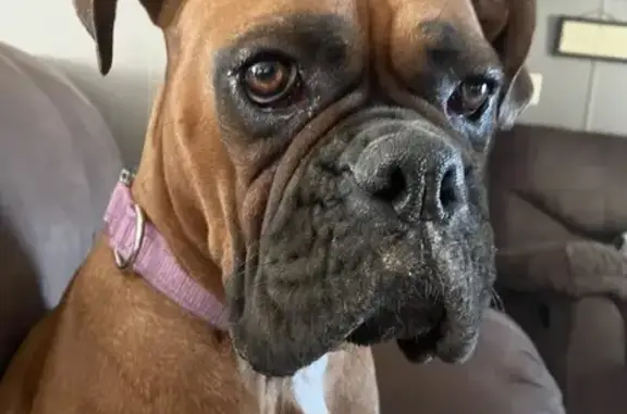 Lost female dog, Casey Road, Corbin - boxer with docked tail - photo