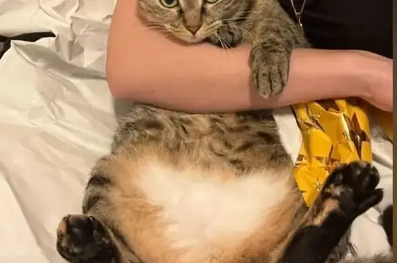Chat perdu, Rue Dombasle, 14, Montreuil - petite chatte tigrée - photo