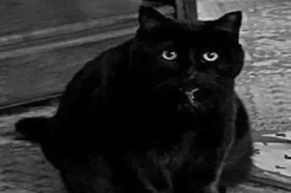 Missing cat Murfreesboro, photo: Lost male cat, Memorial Boulevard, Murfreesboro