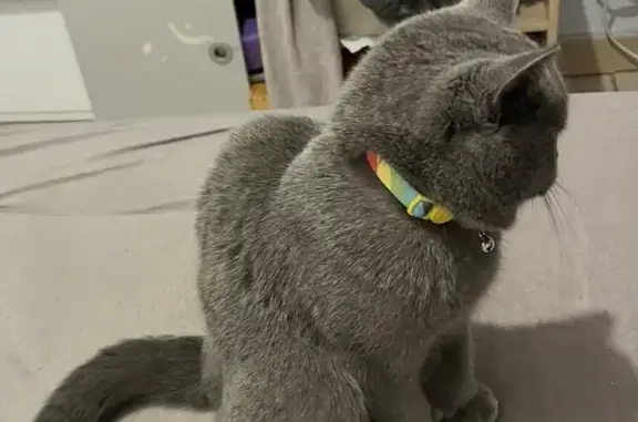 Animaux perdus Capestang, photo: Perdu Chat femme, Rue de la Gaieté, 4, Poilhes, Capestang - collier multicolore avec grelot