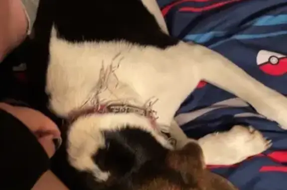 Lost female dog, Forman Road, 1812, Austinburg, Buffalo - small and friendly - photo