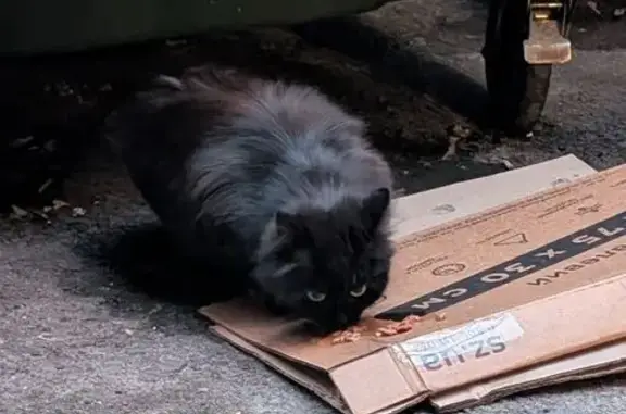 Знайдено кішку Київ, фото: Знайдено кішку, вулиця Бориса Грінченка, 2/1, Київ - чорне пухнасте кошеня