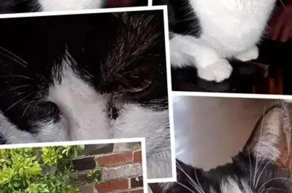 Lost female cat, Crompton Way, Bolton - small, elderly & slightly deaf - photo