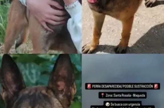 Perdido perro hembra, Calle Fausto, 30, Málaga - muy cariñosa - photo