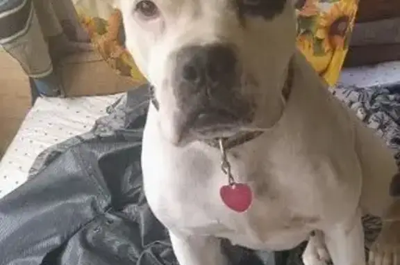 Lost Female Dog, Pace Bridge Road, Easley - 3-year-old Boxer - photo