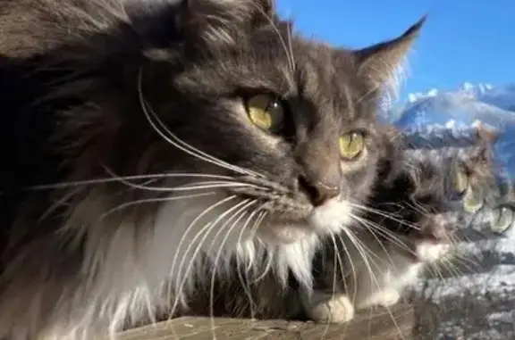Chat perdu, Sallanches, photo: Chat perdu, Route de Nant Cruy, Sallanches - typée Maine coon, diabétique