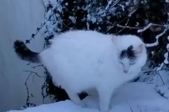 Animaux perdus Saint-Maixent-l'École, photo: Chat perdu, Rue du Faubourg Charrault, Saint-Maixent-l'École - blanc avec tâche grise