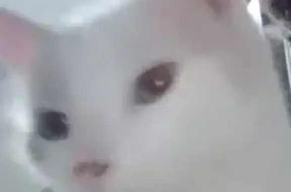 Chat trouvé Mantes-la-Jolie, photo: Trouvé Chat mâle, Place Charles de Gaulle, Chambly - pelage blanc, yeux bleus