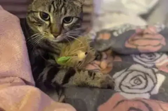 Animaux perdus Toulouse, photo: Chat perdu, Agde, Occitanie - femelle tigrée