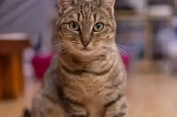 Chat perdu, Pontoise, photo: Chat perdu, Avenue de Verdun, Pontoise - femelle tigrée