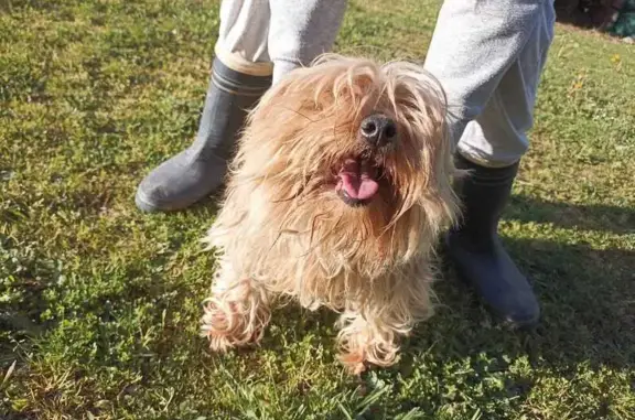 Chien trouvé Bessines-sur-Gartempe, photo: Trouvé chien, La Traverse, 71, Fromental, Bessines-sur-Gartempe - couleur sable, air joueur