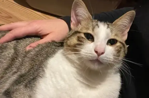 Chat perdu, Eurre, photo: Perdu Chat mâle, Route d'Allex, Eurre - blanc et tigré