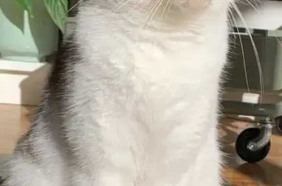 Animaux perdus Orléans, photo: Chat perdu, Rue du Chemin de Fer, Kilstett, Orléans - blanche avec tâches tigrées