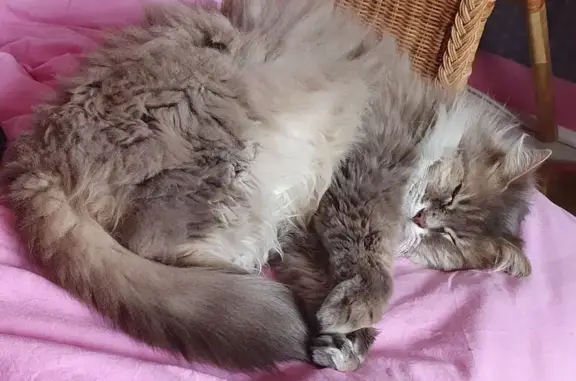 Animaux perdus Albi, photo: Chat perdu, Rue Plaine Saint-Martin, Albi - chatte de 16 ans
