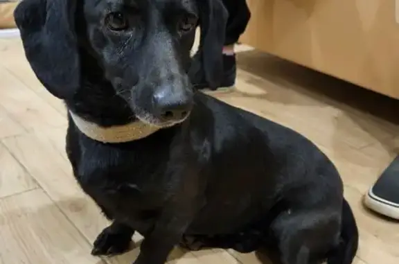 Знайдено собаку Львів, фото: Знайдено собака жіночого роду, вулиця Богдана Хмельницького, Львів - чорна, спокійна