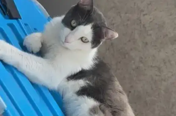 Animaux perdus Dommartin-lès-Remiremont, photo: Perdu chat mâle, Rue Saint-Lambert, 6, Crépey - gris et blanc, castré