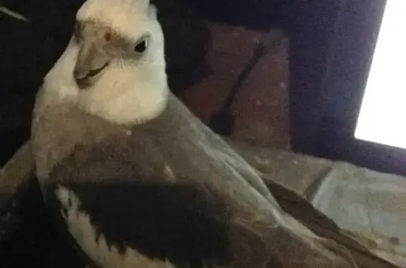 Lost male bird, Robbins Avenue...