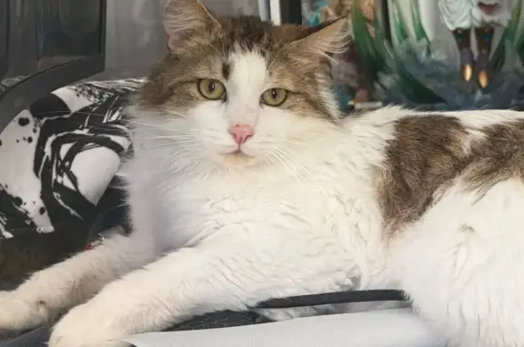 Perdu chat, Avenue de Provence, 82, Les Pennes-Mirabeau - oreille droite blessée - photo