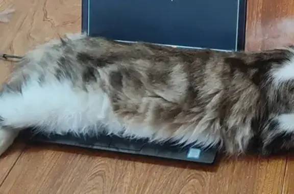 Chat perdu, Impasse de la Mitonnière, Saint-Laurent-de-Vaux - sociable et suit les randonneurs - photo