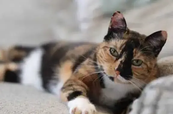 Lost female cat, Crocker Way,...