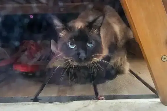Animaux trouvés Gennevilliers, photo: Trouvé chat type siamois, Rue Villebois Mareuil, Gennevilliers