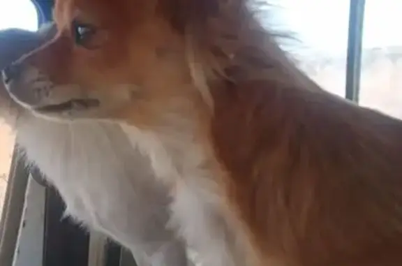 Perdido perro hembra, Casasbuenas, Toledo - pequeña y marrón claro - photo